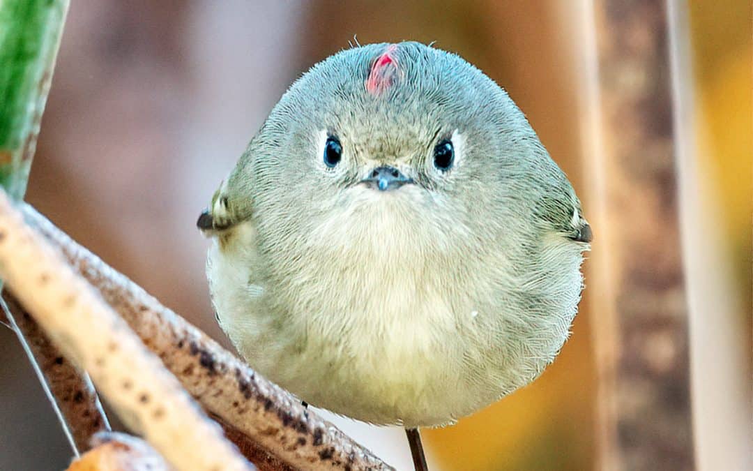 Comedy Wildlife Photography Awards: Die lustigsten Tiere der Welt