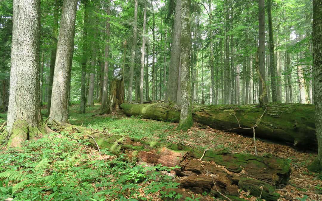 Quiz: Der Wald