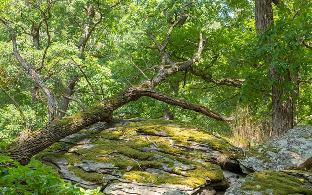 Alles über den Wald