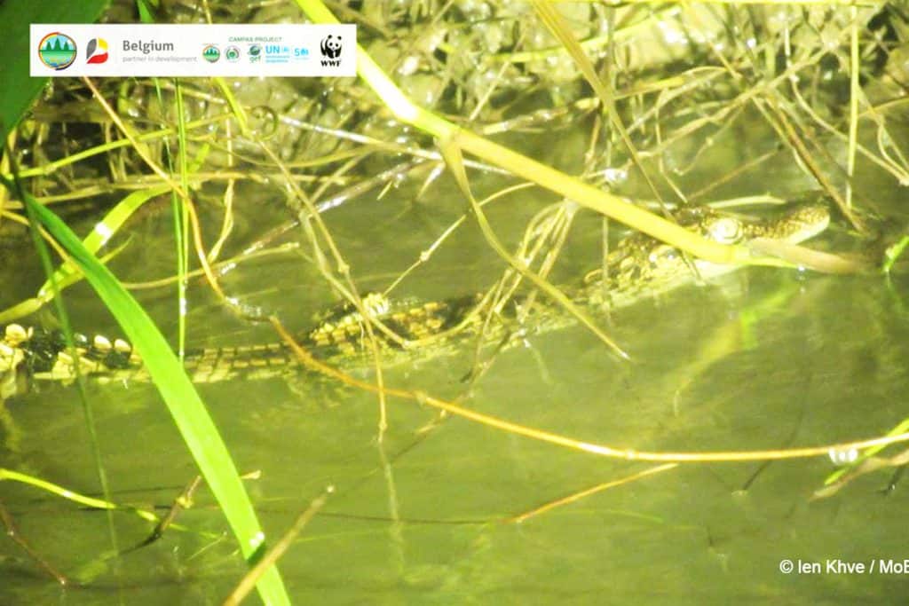 Längsansicht eines jungen Siam Krokodils im Wasser