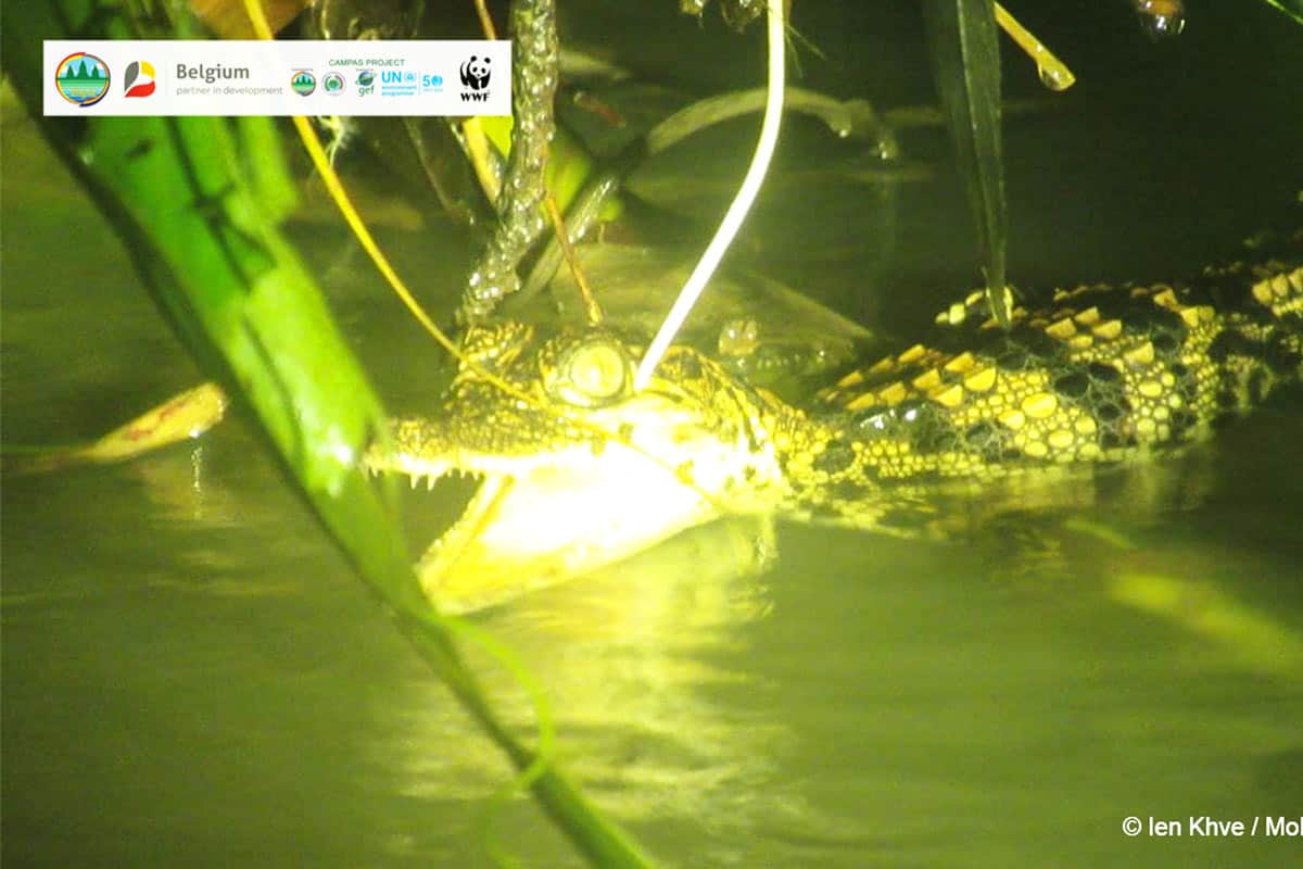 Siam Krokodil Jungtier(c)Ien Khve/MoE/WWF-Cambodia