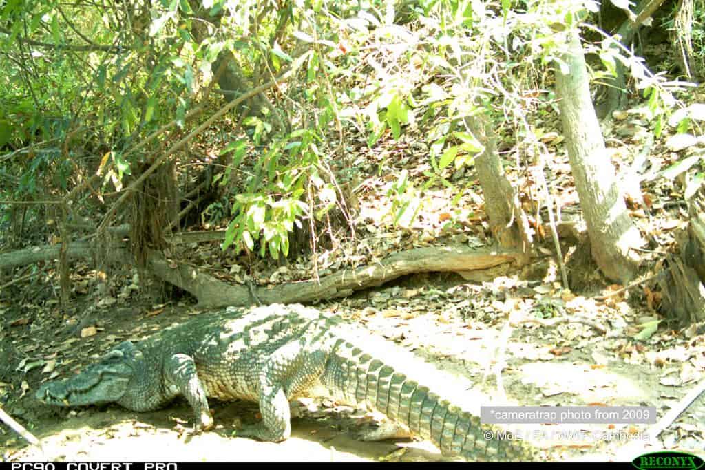 Ausgewachsenes Siam Krokodil - Kamerafallenbild 2009