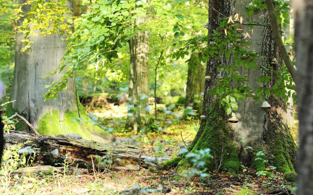 Mehr bunte Wälder für Österreich