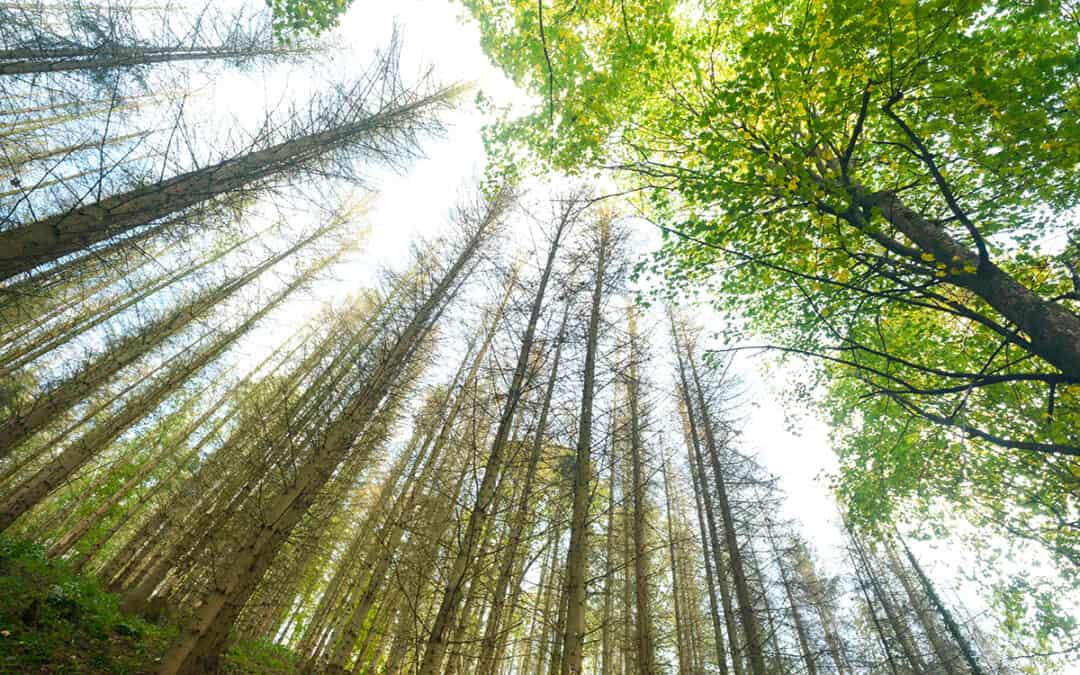 Die Zukunft der österreichischen Wälder