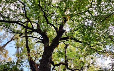 Gemeinsam Biodiversität sichern