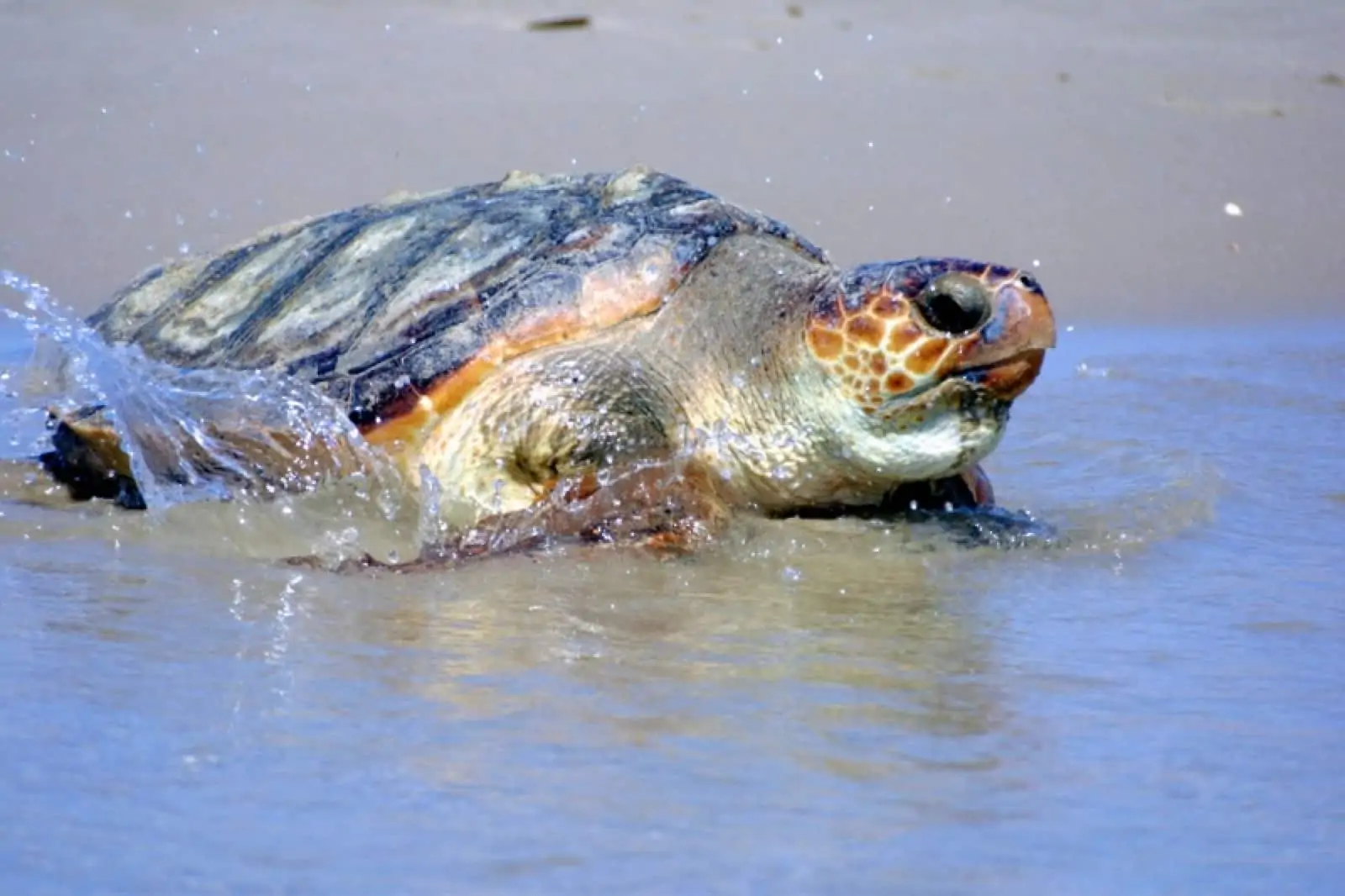 Schildkröte - Meeresschildkröte am Strand, © by © WWF-Canon / WWF-Spain Schildkröte - Meeresschildkröte am Strand, © by © WWF-Canon / WWF-Spain