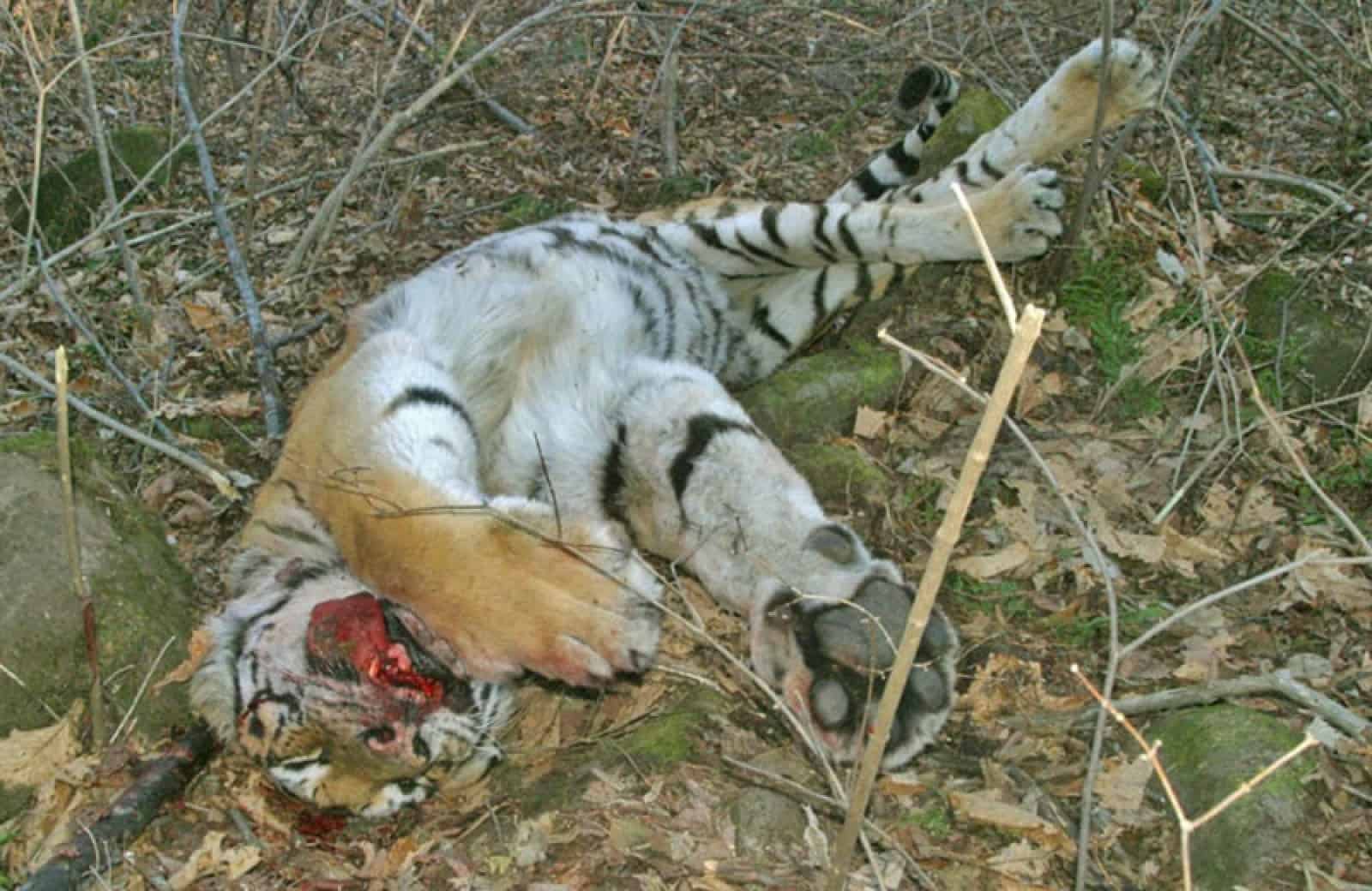 Tiger - Amurtiger erschossen, © by © WWF/Vasily Solkin
