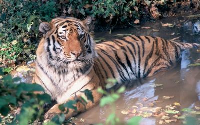 Russland macht ernst: Tierschmuggel wird zum Verbrechen erklärt