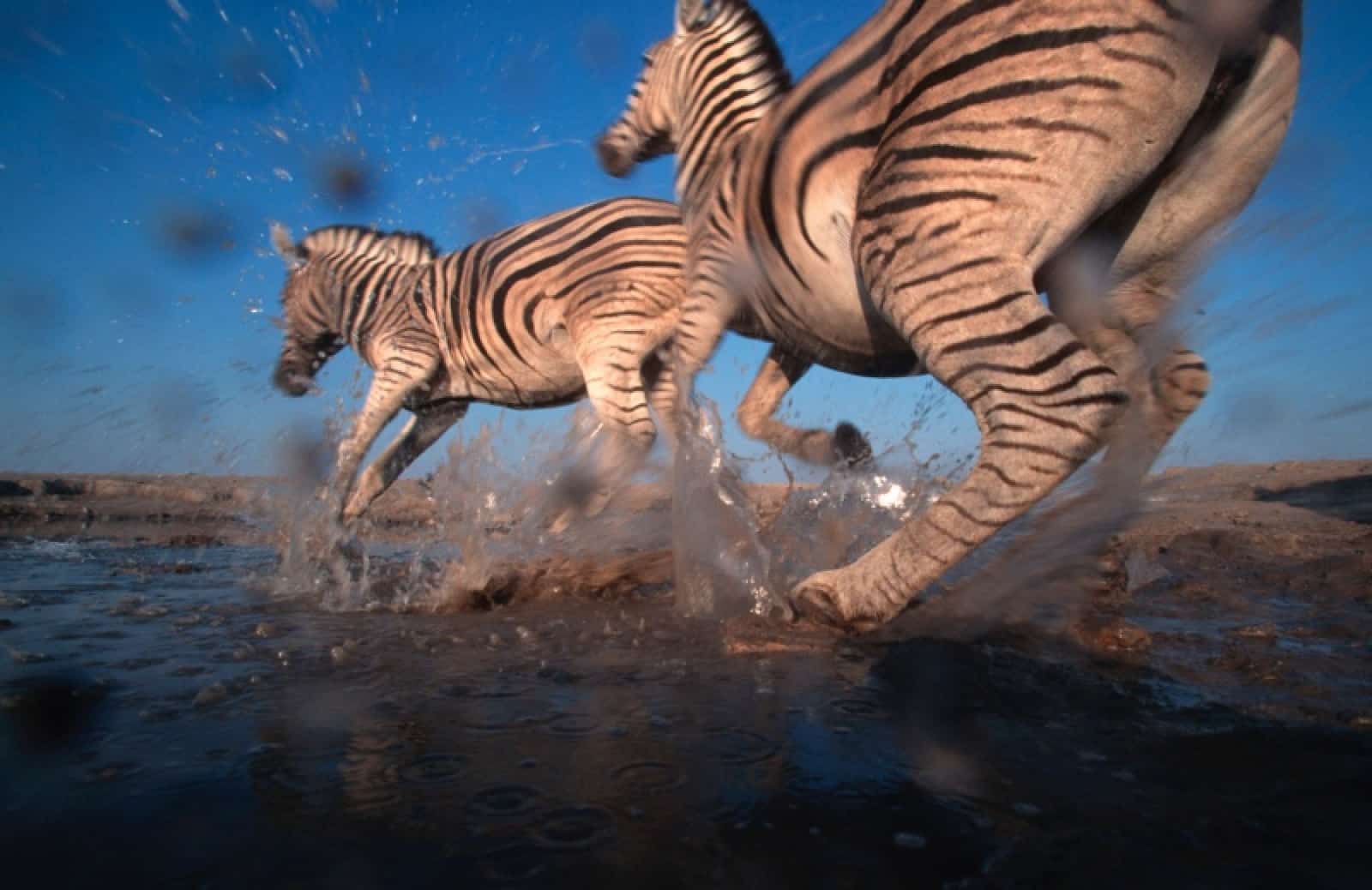 Zebras im Galopp