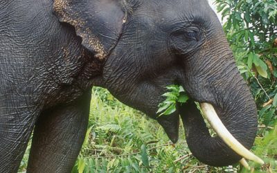 WWF: Elefanten aus Profitgier zum Tode verurteilt