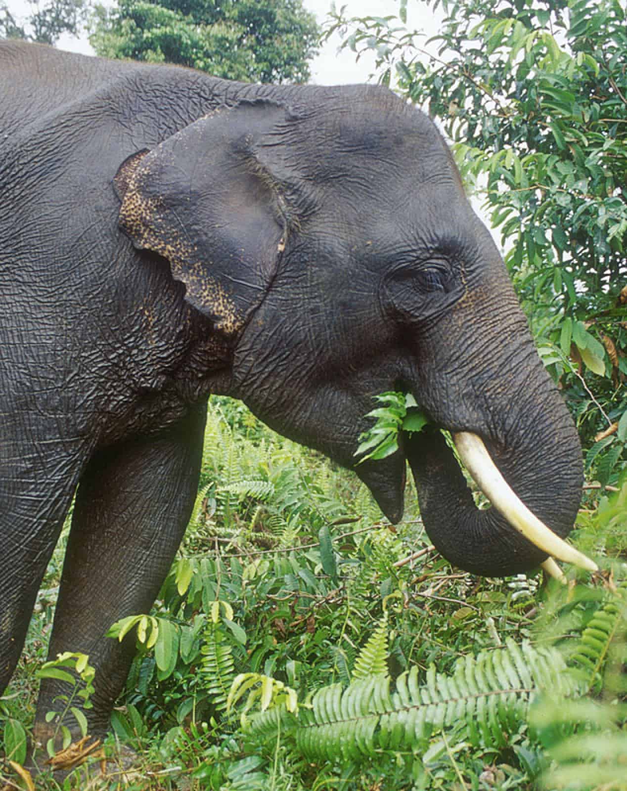 Elefant Sumatra