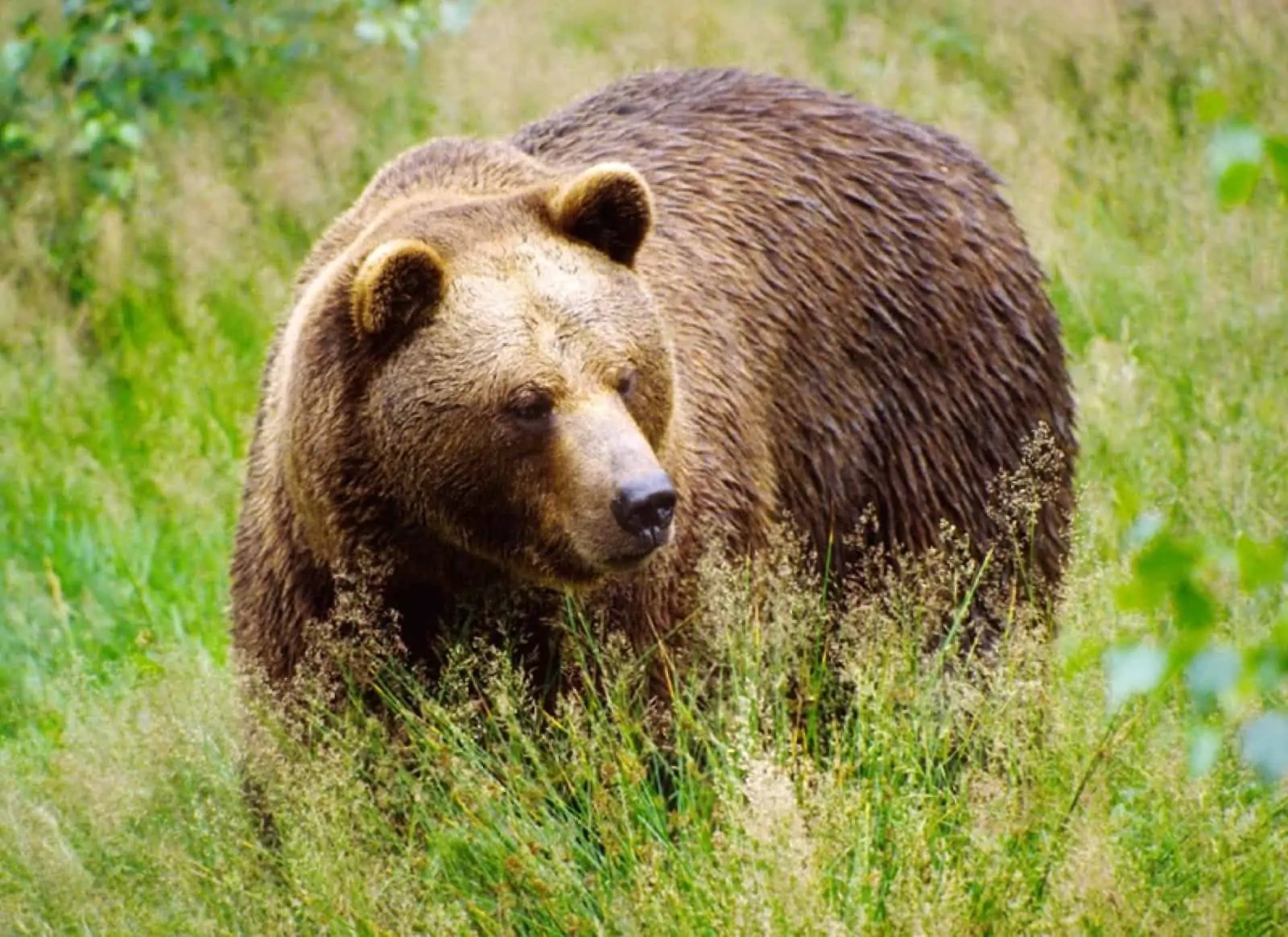 Braunbär, © by H.Heimpel/4nature Braunbär, © by H.Heimpel/4nature