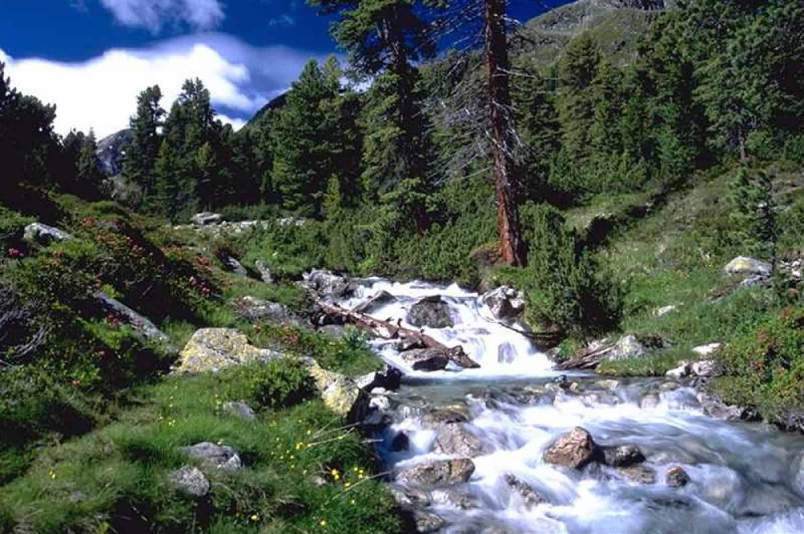 Wildbach und Wald