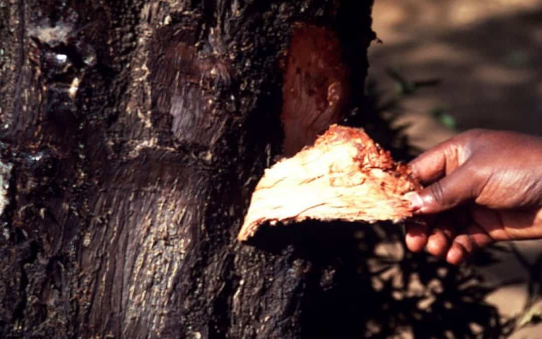 Rote Karte für Männlichkeit auf Kosten der Natur