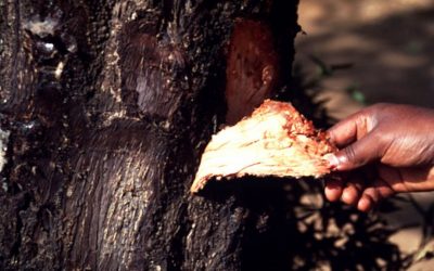 Rote Karte für Männlichkeit auf Kosten der Natur