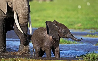 Graue Riesen in Mordsgefahr
