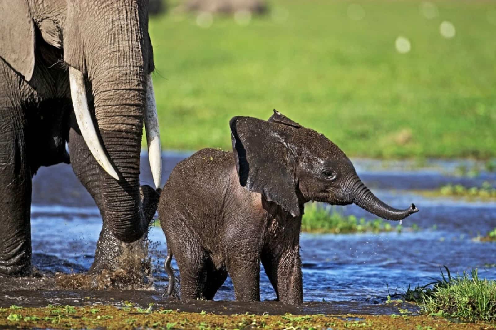 Afrikanischer Elefant