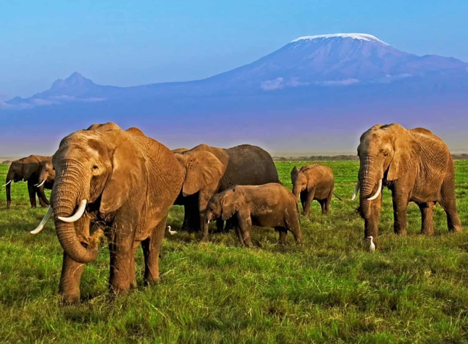 Afrikanischer Elefant - Herde, © by WWF-Canon/Martin HARVEY