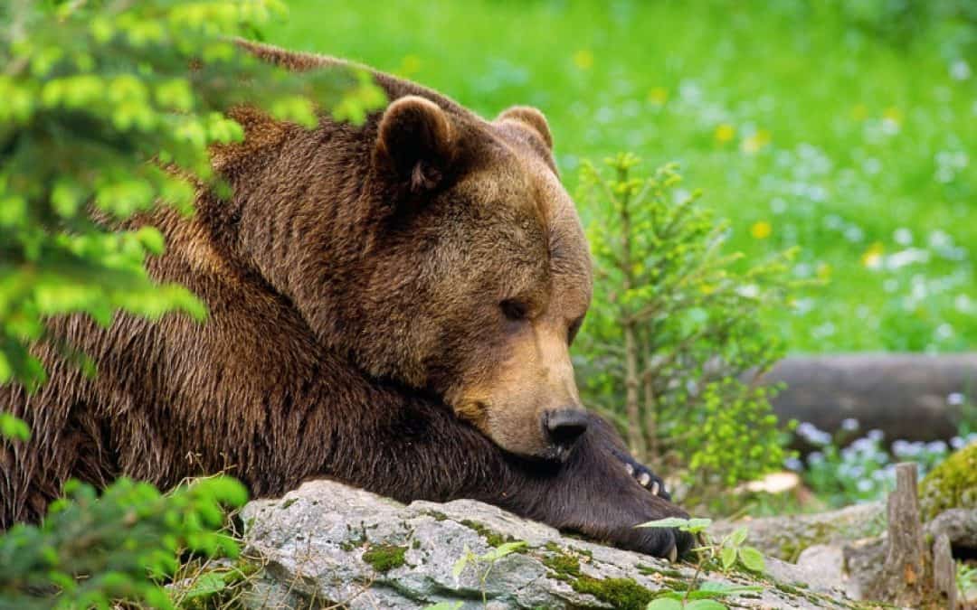 WWF startet Initiative für das Grüne Herz Europas