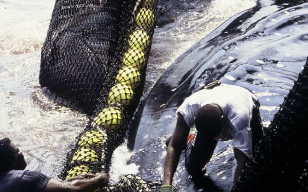 Wale als Sündenbock für weltweiten Fischereirückgang