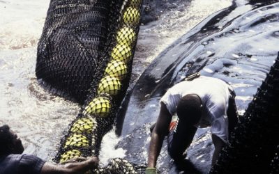 Wale als Sündenbock für weltweiten Fischereirückgang