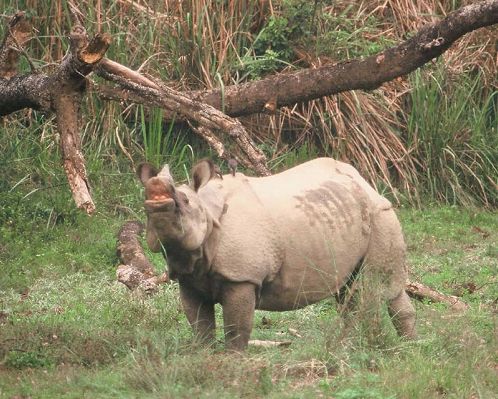 Indisches Panzernashorn, © by WWF-Canon/Helena Telkänranta Indisches Panzernashorn, © by WWF-Canon/Helena Telkänranta