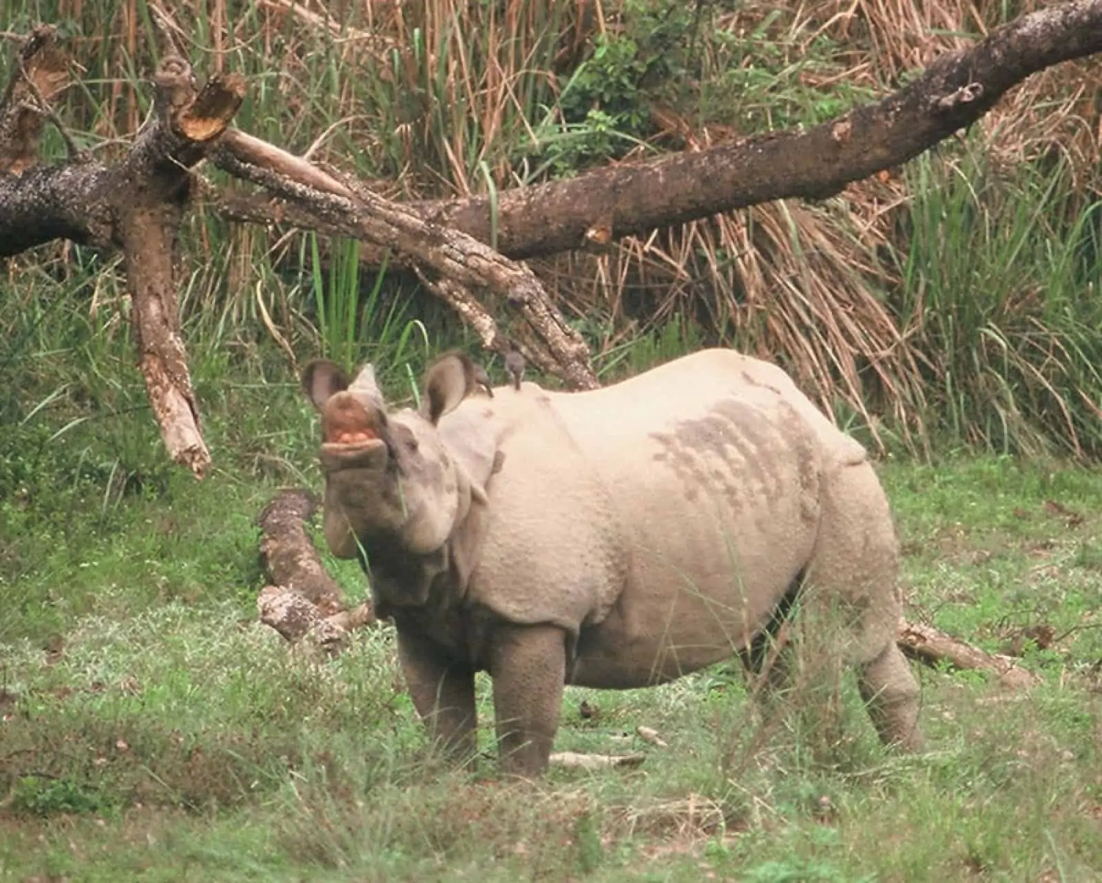 Indisches Panzernashorn, © by WWF-Canon/Helena Telkänranta Indisches Panzernashorn, © by WWF-Canon/Helena Telkänranta