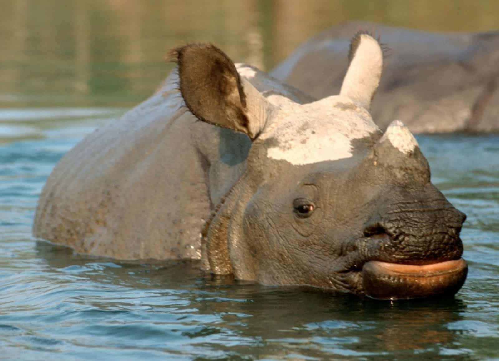Indisches Nashorn