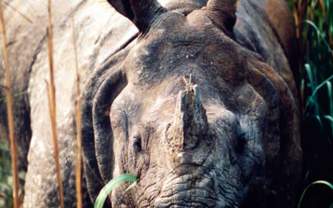 Artenschutz mit Gewicht: WWF schickt Panzernashörner auf Reisen