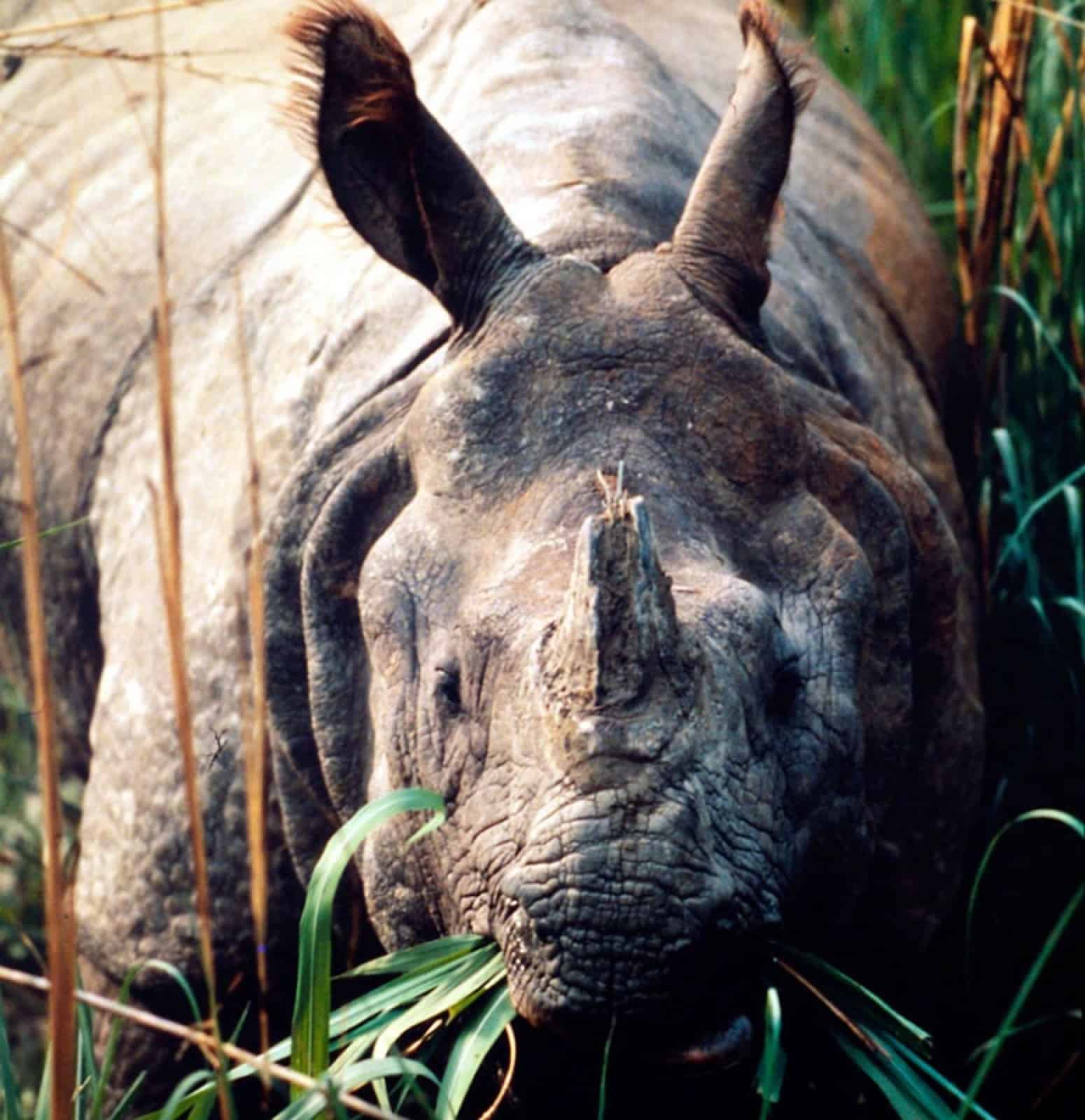Indisches Panzernashorn