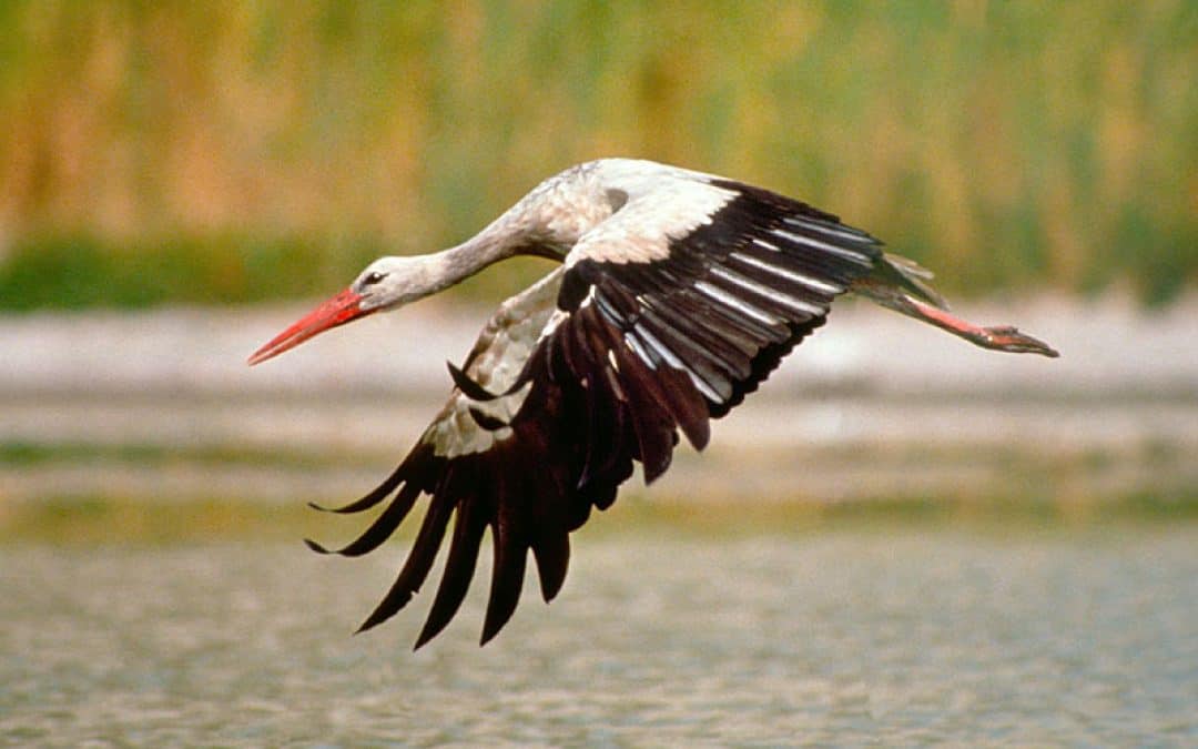 WWF: Marchegger Störche kurz vor dem Abflug