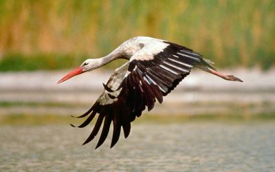 WWF: Marchegger Störche kurz vor dem Abflug