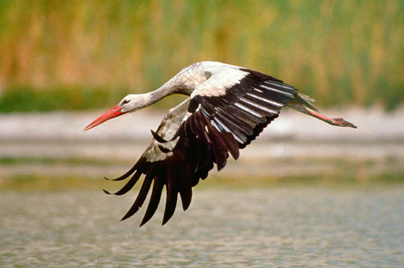 Weißstorch (Ciconia ciconia)