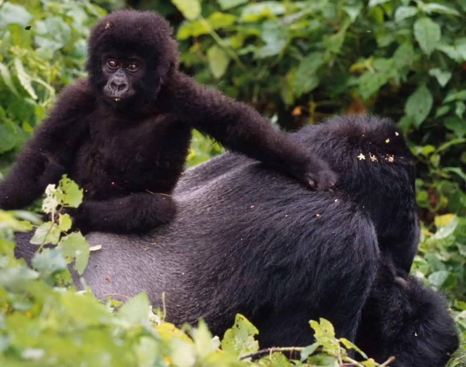 Berggorilla, © by WWF-Canon/Martin HARVEY Berggorilla, © by WWF-Canon/Martin HARVEY