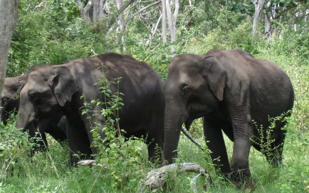 WWF: Mekong-Elefanten akut bedroht