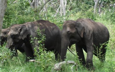 WWF: Mekong-Elefanten akut bedroht