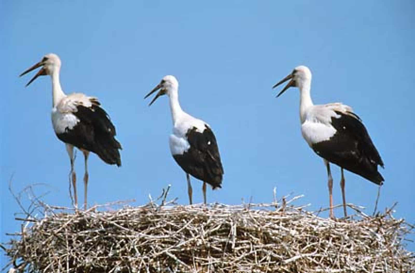 Weissstörche - 3 Jungvögel Lange Lacke - Seewinkel, © by Rudolf Berger/4nature Weissstörche - 3 Jungvögel Lange Lacke - Seewinkel, © by Rudolf Berger/4nature