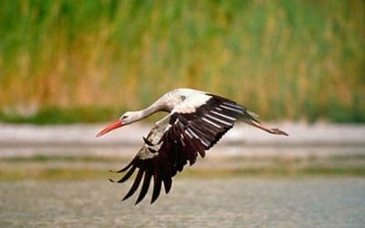 Gefiederte Frühlingsboten: Erste Störche landen im WWF-Reservat