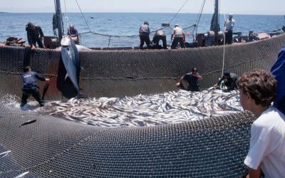 WWF: Roter Tunfisch: Druck auf EU wächst
