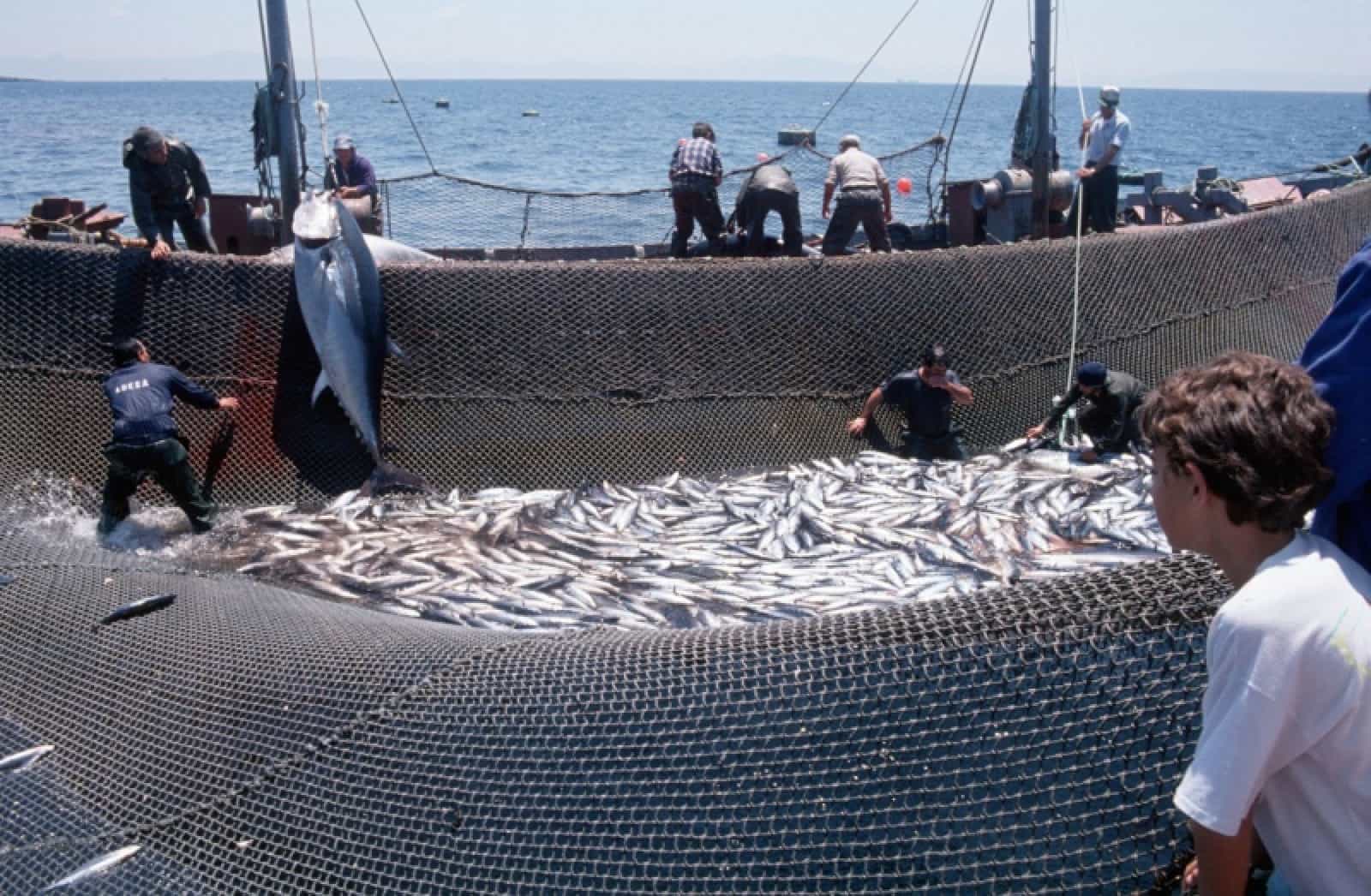 Tuna fishing "Almadraba"