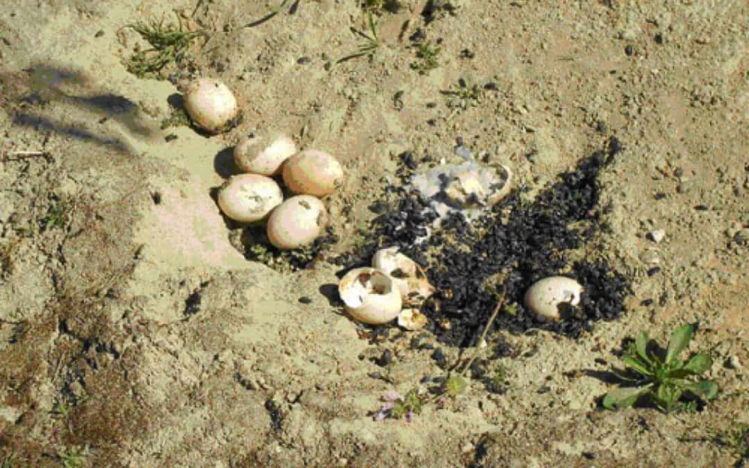 Giftlegerei hat auch in Oberösterreich Hochsaison !