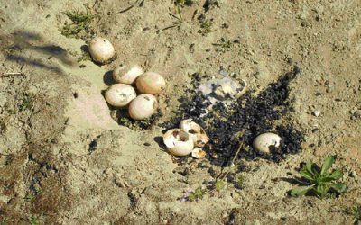 Giftlegerei hat auch in Oberösterreich Hochsaison !