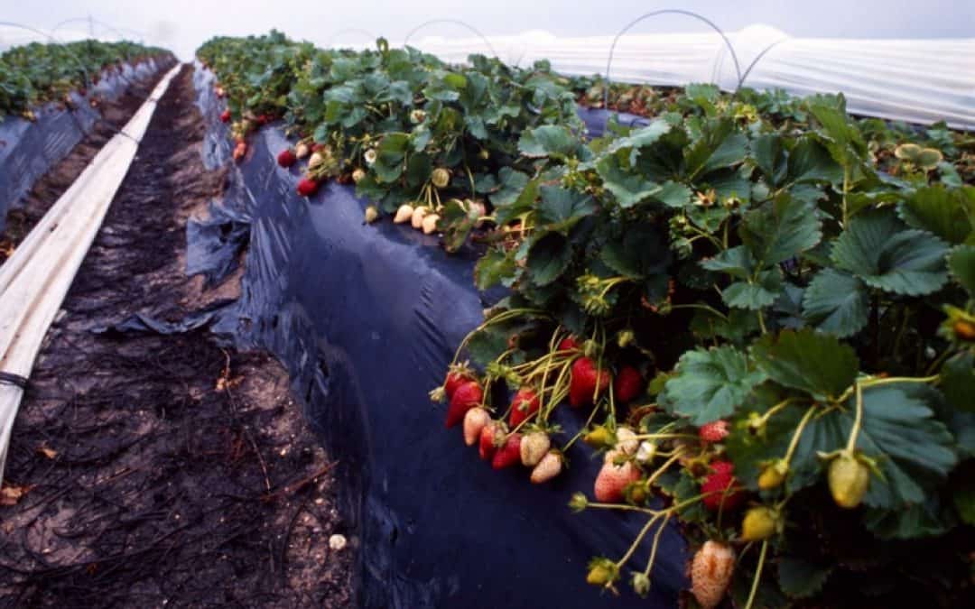 Kauft österreichische Erdbeeren jetzt im Frühling!