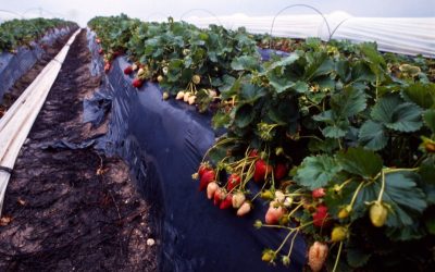 Kauft österreichische Erdbeeren jetzt im Frühling!