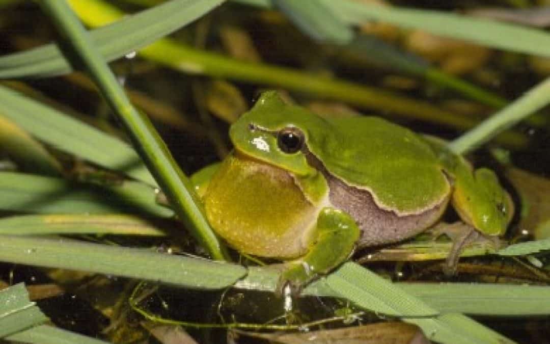 S 34-Trasse bedroht Naturjuwel in Völtendorf