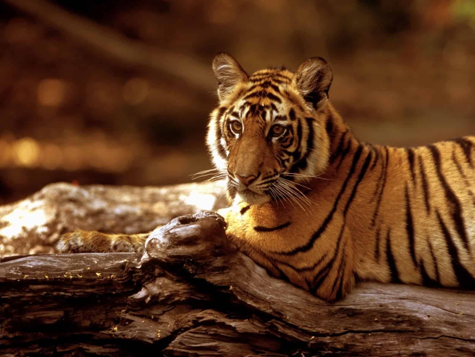 Indischer Tiger, © by WWF-Canon/R.Isotti/A.Cambone