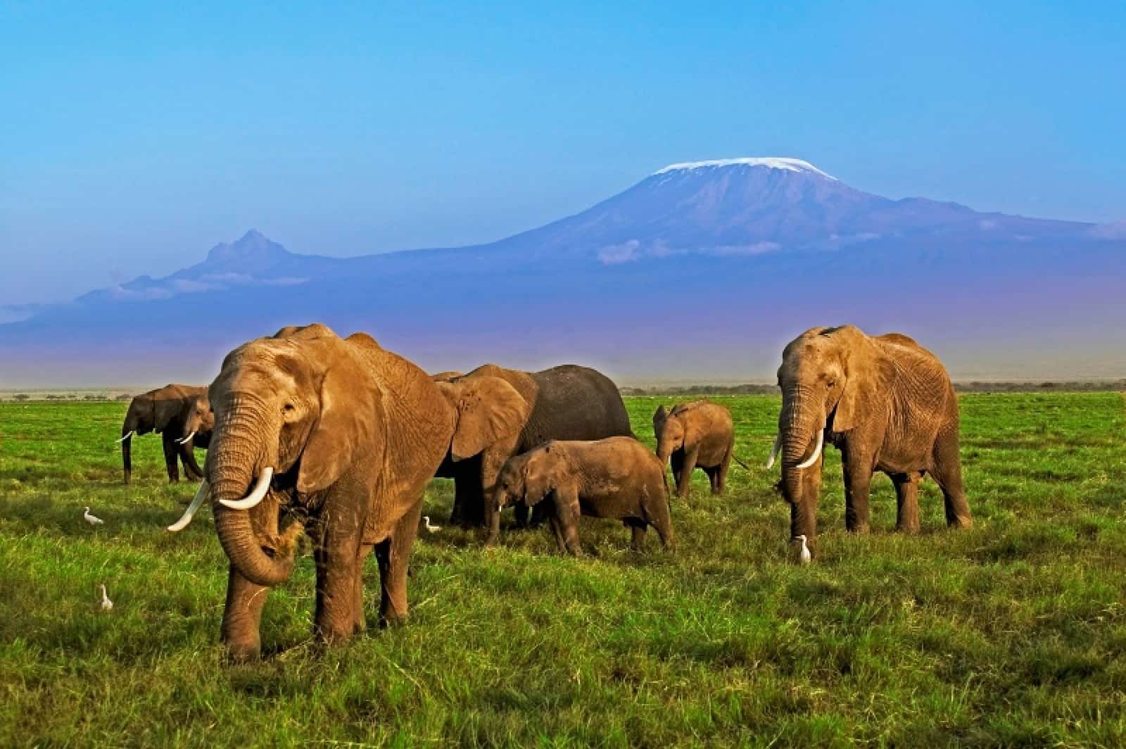Afrikanische Elefanten im Amboseli Nationalpark in Kenia, © by WWF-Canon / Martin Harvey