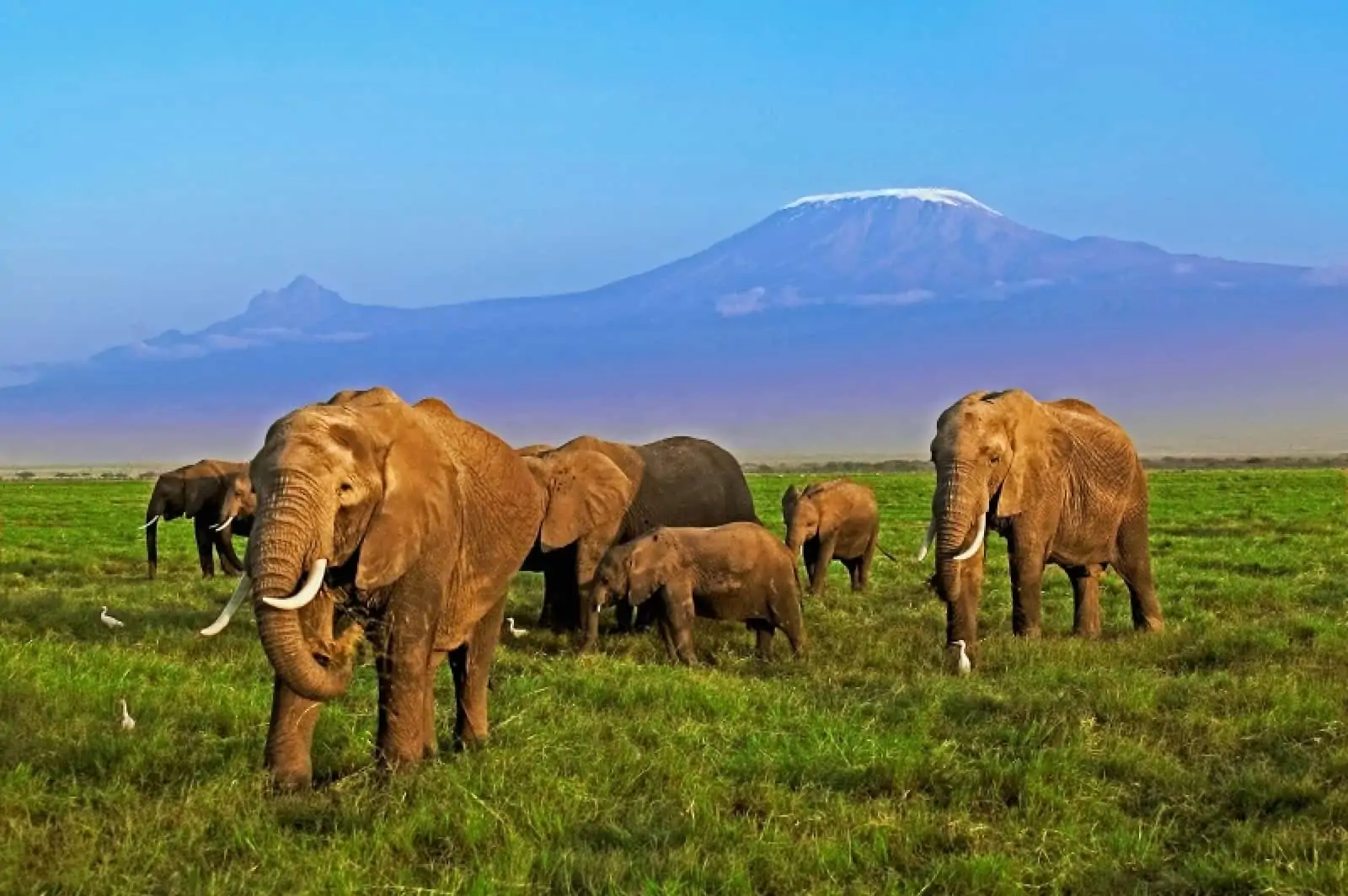 Afrikanische Elefanten im Amboseli Nationalpark in Kenia, © by WWF-Canon / Martin Harvey Afrikanische Elefanten im Amboseli Nationalpark in Kenia, © by WWF-Canon / Martin Harvey