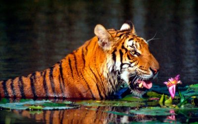 Erfolge für Tiger und Rote Koralle