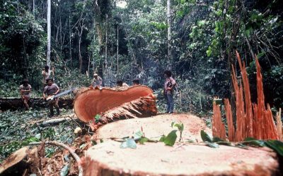 Klimakonferenz: Waldschutz auf Abstellgleis